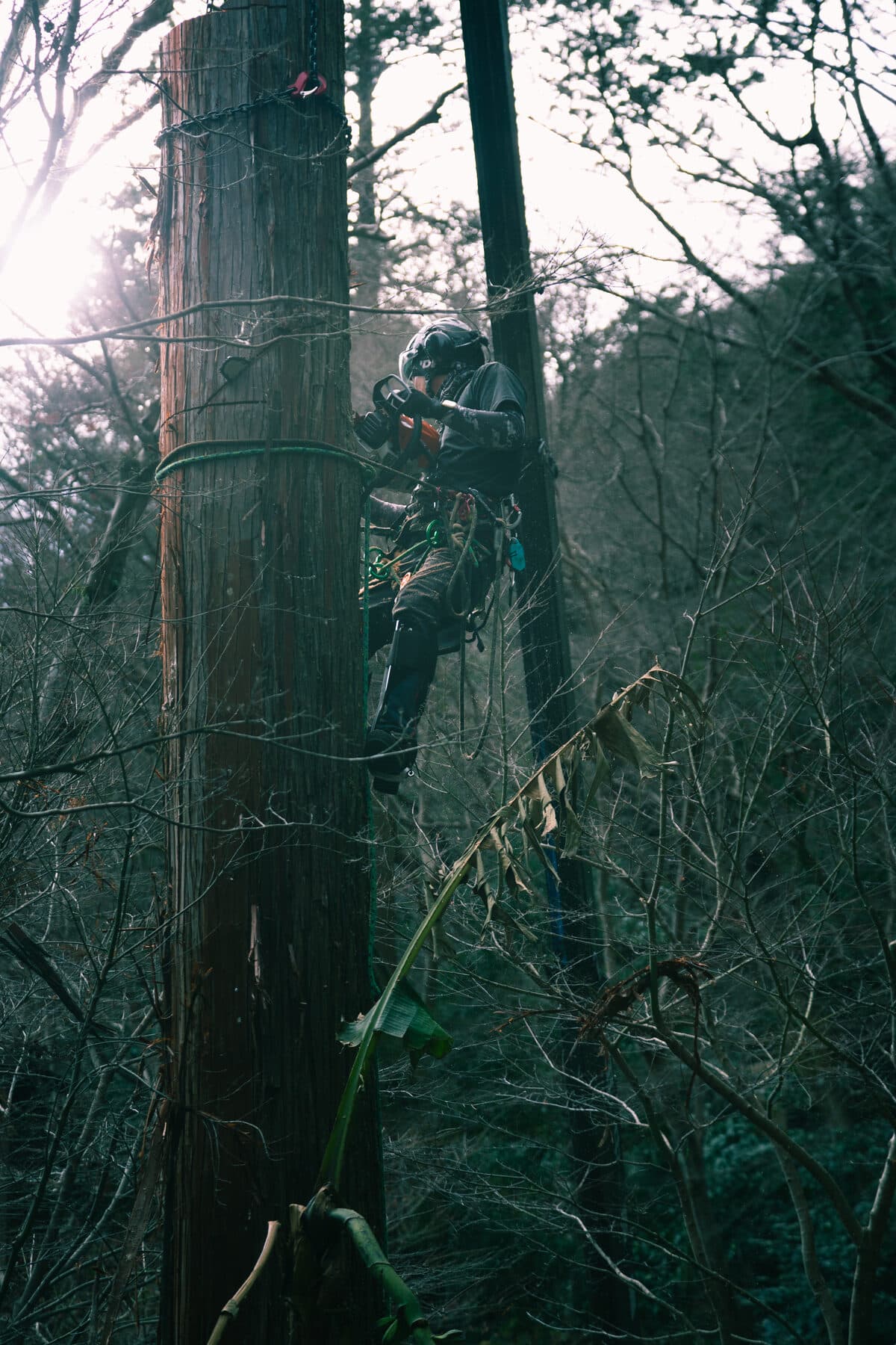 植木屋凛 — vertical still